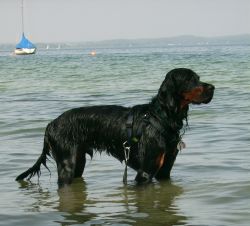 Sammy am Chiemsee 08